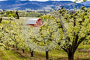 Red Barn in Oregon Pear Orchards