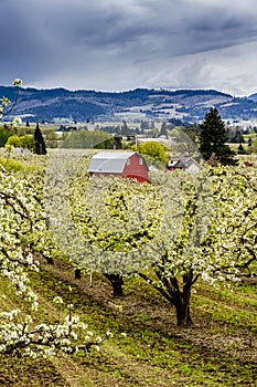 Red Barn in Oregon Pear Orchards