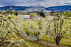 Red Barn in Oregon Pear Orchards