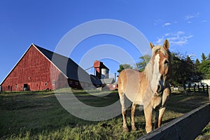 Palomino Horse with Red Barn in Background photo