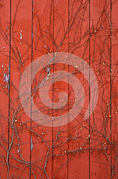 Red Barn Paneling with Vines