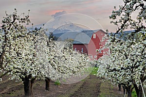 Red Barn in Pear Orchard at Hood River
