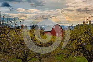 Red Barn at Pear Orchard in Hood River OR USA