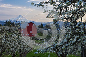 Red Barn in Pear Orchards