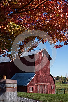 Red barn and red maple leaves during a warm fall day
