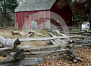 Red barn and sheep at Old Bethpage Village Restoration in Old Be