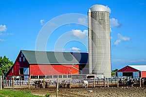 Red Barn with Silo and Dairy Cows