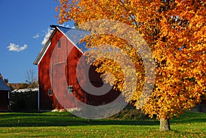 Red barn surround by yellow fall leaves in New England