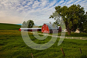 Red Barn Surrounded by Green Fields in Palouse