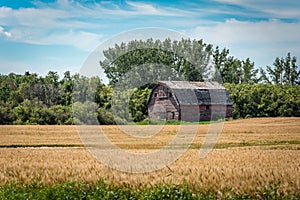 A red barn and wheat field on the prairies in Saskatchewan