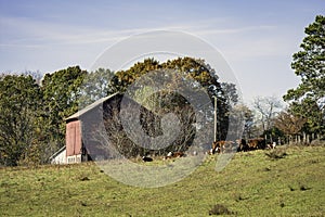 Red barn wih cattle