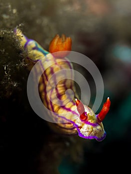 Red Baron Nudibranch