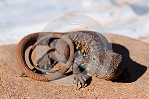 Red-Barred Dragon