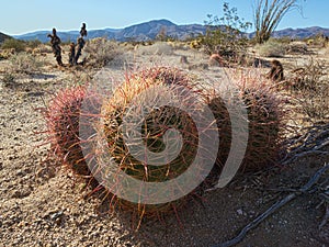 Red barrel cactus