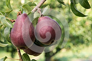 Red Bartlett pears on the tree