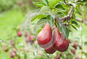 Red Bartlett Pears up close in an Orchard