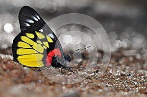 Red-base jezebel butterfly