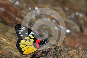 Red-base jezebel butterfly photo