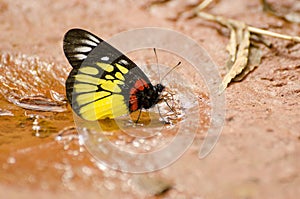 Red-base Jezebel butterfly photo