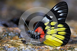 Red-based Jezebel butterfly drinking water on stone