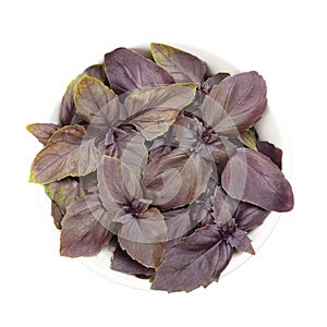 Red basil, fresh leaves of Ocimum basilicum Purpurascens in white bowl