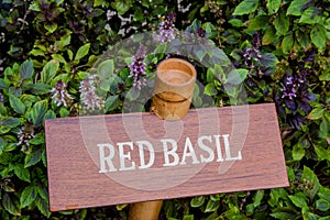 Red basil herb in the garden