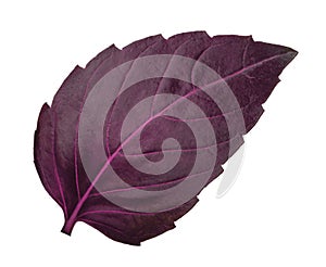 Red basil leaf isolated without shadow