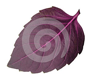 Red basil leaf isolated without shadow