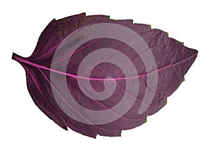 Red basil leaf isolated without shadow