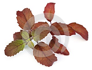 Red basil leaves