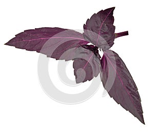 Red basil leaves isolated without shadow