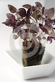 Red basil with soil in white cup isolated on white