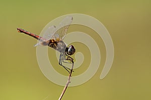 Red Basker, Urothemis assignata