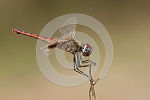 Red Basker, Urothemis assignata