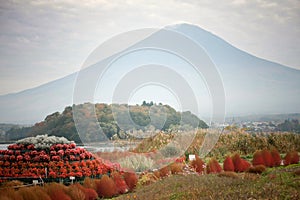 Red Bassia scoparia and Fuji mountain