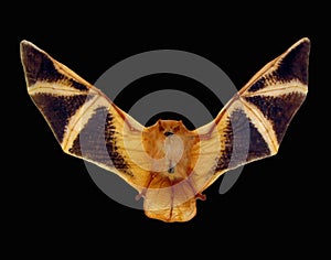 Red bat isolated on black, fire bat with wings Kerivoula picta close up macro, taxidermy, photo