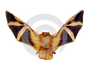 Red bat isolated on white, fire bat with wings Kerivoula picta close up macro, taxidermy, horror photo
