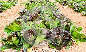 Red batavia vegetable salad garden.