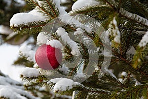 Red bauble on fir branch covered with snow. Decorated christmas tree outdoors