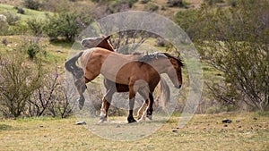 Red bay and buckskin wild horse stallions kicking while fighting in the Salt River Canyon area near Mesa Arizona USA