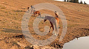 Red Bay Dun Stallion with herd of wild horses at waterhole in the Pryor Mountains Wild Horse Range in Montana USA