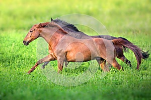 Red and bay horse free run