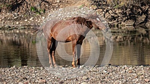 Red Bay wild horse stallion shaking his mane while standing in the Salt Rive near Mesa Arizona USA