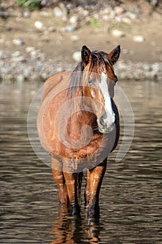 Red bay wild horse stallion standing in water