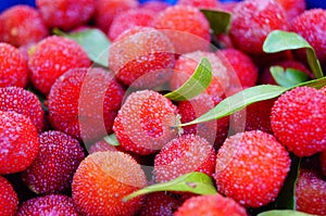 Red bayberry