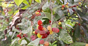 Red Bayberry kafal forest fruit of Uttarakhand India.