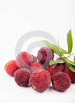 Red bayberry