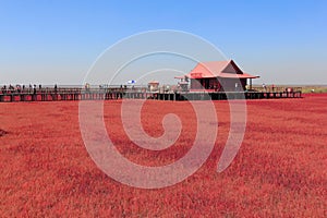 Red Beach of Panjin in China