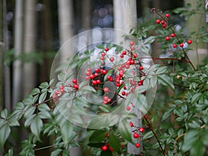 Red bead in bamboo forest