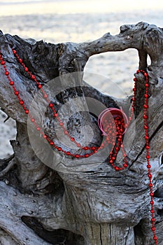 Red beads spread over an old snag